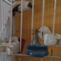 قناری نر ریزه خوان|پرنده|مشهد, دوست آباد|دیوار