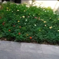 خدمات باغبانی باغچه کاری گلکاری کاشت گل وگیا خاک|خدمات باغبانی و درختکاری|شهریار, شهرک وائین|دیوار