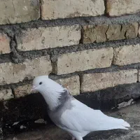 کفتر طوقی نر