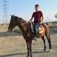 اسب آموزش بچه|اسب و تجهیزات اسب‌سواری|مشهد, شهرک صنعتی توس|دیوار
