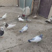 هشت تا کفتر بهبهانی|پرنده|شیراز, تندگویان|دیوار