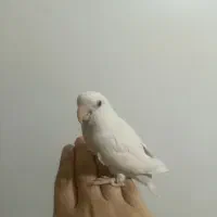 طوطی برزیلی سفید|پرنده|پاکدشت, خاتون آباد|دیوار