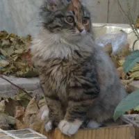 واگذاری گربه