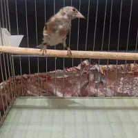 سهره|پرنده|کرج, کمال‌شهر|دیوار