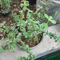 گلخانه نخصصی پاچیرا ،شیدان|گل و گیاه طبیعی|لردگان, |دیوار