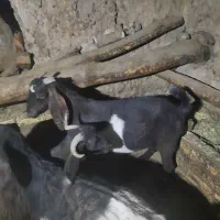 بز ابستن|حیوانات مزرعه|ایجرود, |دیوار