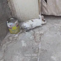 خرگوش ماده سالم سرحال