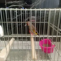 سهره کرمونی دورگ جوجه بهاره|پرنده|مشهد, زیرکن|دیوار