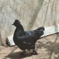 معاوضه مرغ
