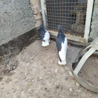 یک جفت چپ سیاه نروماده بدون عیب