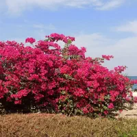 زمین ۳۴۱ متری جنوبی  در *چشمه توتی* طوطی