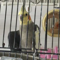 عروس هلندی لوتینو وسینامون با۲قفس ولوازم