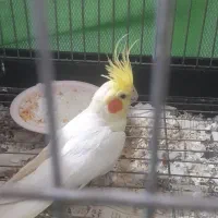 عروس هلندی نر ۲ساله