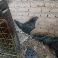 مرغ لاری|حیوانات مزرعه|باسمنج, |دیوار