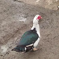 غاز|حیوانات مزرعه|شاندرمن, |دیوار