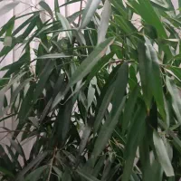 گل بنجامین امستل|گل و گیاه طبیعی|مشهد, رسالت|دیوار