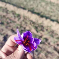 زعفران درجه یک محصول خودمون|خوردنی و آشامیدنی|رشت, بازار|دیوار