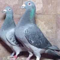 کبوتر مسافتی|پرنده|مشهد, آزادشهر|دیوار