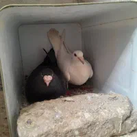 ی جفت کفتر جفتگاه با جوجه