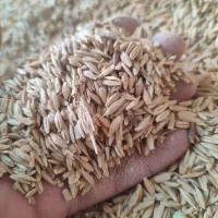 جو محلی درجه ۱ بذری