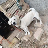 سگ پاپی سالم سلامت دهن پاک ۲تومان