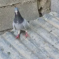 پلاک  مسافتی|پرنده|گتوند, |دیوار