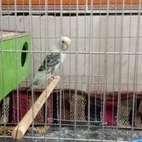 سلام مرع عشق