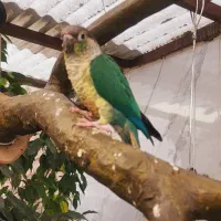 جفت مولد گرینچیگ