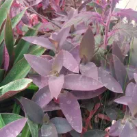 گل آپارتمانی