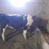 فروش گاو سمینتال