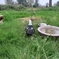 اردک اسرائیلی