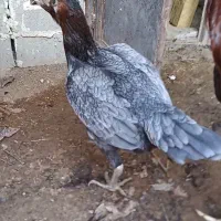 تخم مرغ لاری نسل دار