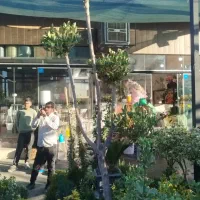 خدمات باغبانی احمدی سرویس به تمام نقاط تهران|خدمات باغبانی و درختکاری|تهران, کامرانیه|دیوار