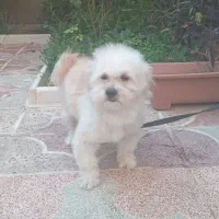 سگ شیتزو ترییر|سگ|شیراز, بازار|دیوار