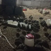 فروش بلدرچین|حیوانات مزرعه|جوانرود, |دیوار