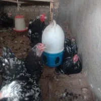 برهما بلک متلد|پرنده|مشهد, عباس‌آباد|دیوار