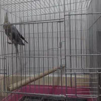 عروس ماده با قفس|پرنده|اصفهان, جلالیه|دیوار