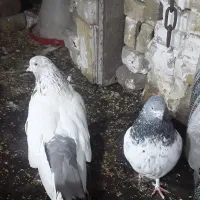 کفترکله دم سبز