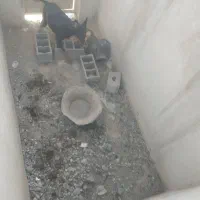 سگ ماده دوبرمن اصیل یک ونیم ساله