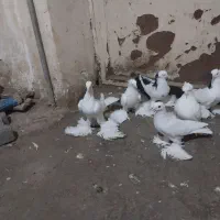 کبوتر لوتی الوان پارپارلی