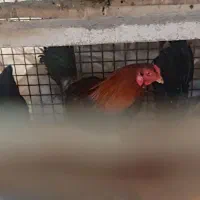 فروش 9عدد مرغ 2تا خروس