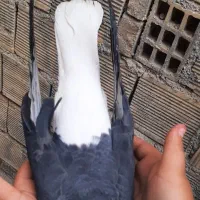 کبوتر شهری|پرنده|خرمشهر, |دیوار