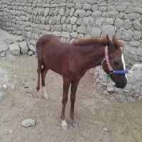 کره بورچال|اسب و تجهیزات اسبسواری|مسجد سلیمان, |دیوار