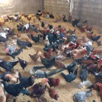 فروش مرغ و خروس محلی|حیوانات مزرعه|فولادشهر, مسکن مهر فولادشهر|دیوار