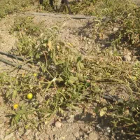 بزترکی ابستن|حیوانات مزرعه|مرودشت, مجد آباد|دیوار