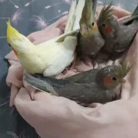 فروش عروس هلندی مولد نصیری