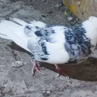 کبوتر پرشی