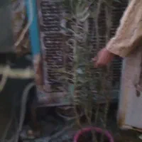 گل اشک تمساح