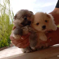 تعدادی توله پامر