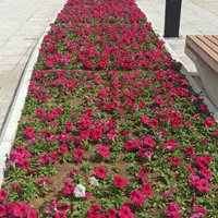 باغبانی و هرس